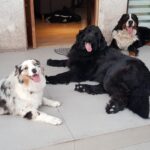Francini Amaral Instagram - Que difícil y triste va ser escribir este post. Santo falleció en la madrugada y tengo el corazón roto. El alma partida en pedazos… no me conformo … Tan noble, tan compañero, tan baboso, tan buen perro… 7 años de mucho amor … nos dejaste millones de lindos recuerdos … Somos muchos los que lloramos tu partida Santito… eras único!!! Ahora puedes jugar con tu hermano Romeo y tu chica Boo… Te extraño y te extrañaré siempre … Te amo Santito