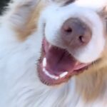 Francini Amaral Instagram - Un súper like para esta preciosura que se portó increíble en su día de modelo 🐶🫶🏼 Hace meses que mis perros están comiendo alimentos Virbac y les gusta muchísimo a los 4… su pelo está más brillante, tienen más energía y se ha mantenido su peso corporal impecable. Su alimento se basa en una fórmula baja en hidratos de carbono y rica en proteínas animales. El resultado es una nutrición que se adapta perfectamente a las necesidades de tu perro. @virbac_chile #nutricionsaludable #vilbac