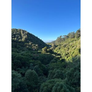 Freema Agyeman Instagram - Today I walked. And walked. 
Nature will you marry me. 🌳💚☀️
#newzealand #aotearoa #zealandia #mondaymusing