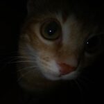 Gözde Mutluer Instagram - Canımın içi güzeller güzeli kızım, melek kızım! 🤍