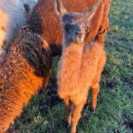 Gabby Douglas Instagram - 😍😍😍 guyss. meet ruby 🖤 one of our newest and sweetest baby llama ( technically cria would be the correct term) but baby llama is so much cuter #ranchlife #llama