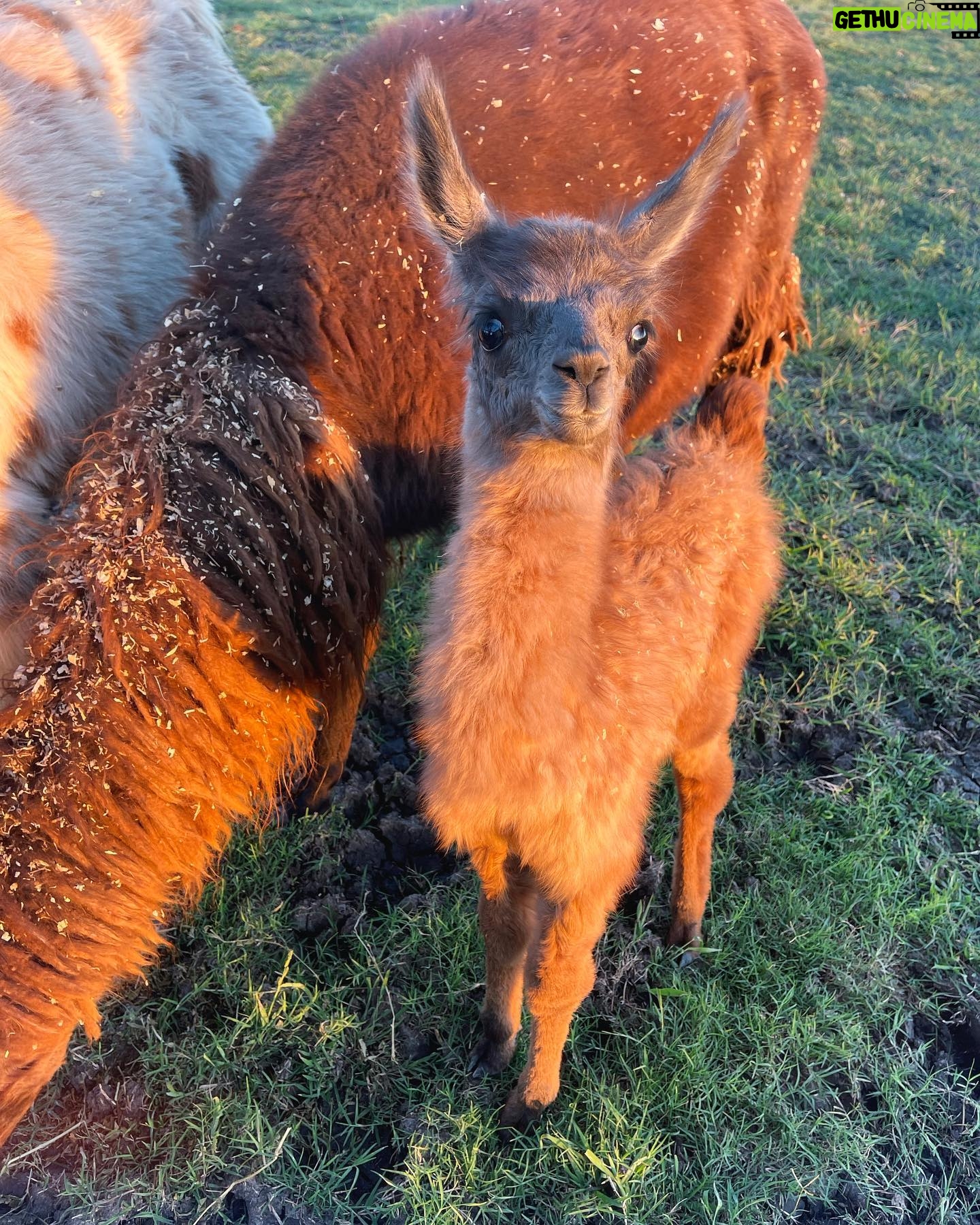 Gabby Douglas Instagram - 😍😍😍 guyss. meet ruby 🖤 one of our newest and sweetest baby llama ( technically cria would be the correct term) but baby llama is so much cuter #ranchlife #llama