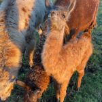 Gabby Douglas Instagram - 😍😍😍 guyss. meet ruby 🖤 one of our newest and sweetest baby llama ( technically cria would be the correct term) but baby llama is so much cuter #ranchlife #llama