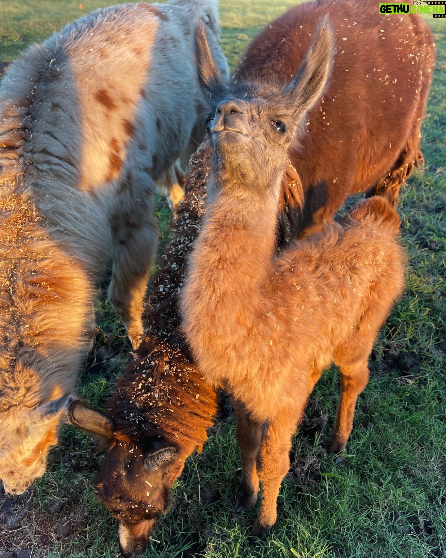 Gabby Douglas Instagram - 😍😍😍 guyss. meet ruby 🖤 one of our newest and sweetest baby llama ( technically cria would be the correct term) but baby llama is so much cuter #ranchlife #llama