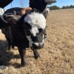 Gabby Douglas Instagram - milkshake is all set for the winter (btw it was NOT an easy task to briefly separate her from momma bear (we got it done tho) #farmlife #farm