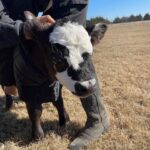 Gabby Douglas Instagram - milkshake is all set for the winter (btw it was NOT an easy task to briefly separate her from momma bear (we got it done tho) #farmlife #farm