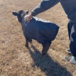 Gabby Douglas Instagram - milkshake is all set for the winter (btw it was NOT an easy task to briefly separate her from momma bear (we got it done tho) #farmlife #farm