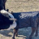 Gabby Douglas Instagram - milkshake is all set for the winter (btw it was NOT an easy task to briefly separate her from momma bear (we got it done tho) #farmlife #farm