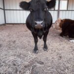 Gabby Douglas Instagram - meet lylah everyone 🖤🐄 she RUNS the herd lol she has a bun in the oven and is about to give birth soon 🙆‍♀️ !! would LOVE some help with names 🥺 comment some cute f/m names below 🤍 ( really hoping she pops out a girl😍) i’ll keep you guys updated 🐥
