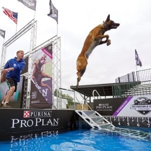 Gabby Douglas Instagram - chandler and i are flying high out at the @ProPlan #IncredibleDog Challenge today! i’ve got to say, it takes A LOT of dedication to pull off some of the performances we’re seeing here today. go to ProPlan.com/Incredible to see when it will be on TV in your city. #Ad