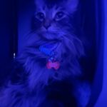 Gabourey Sidibe Instagram - While Aaron and @derrelljermainedupree are both mine and @brandontour’s cats…MY cat was well behaved on the flight. Brandon’s cat was losing it the entire flight. Aaron and I pretended not to know them.