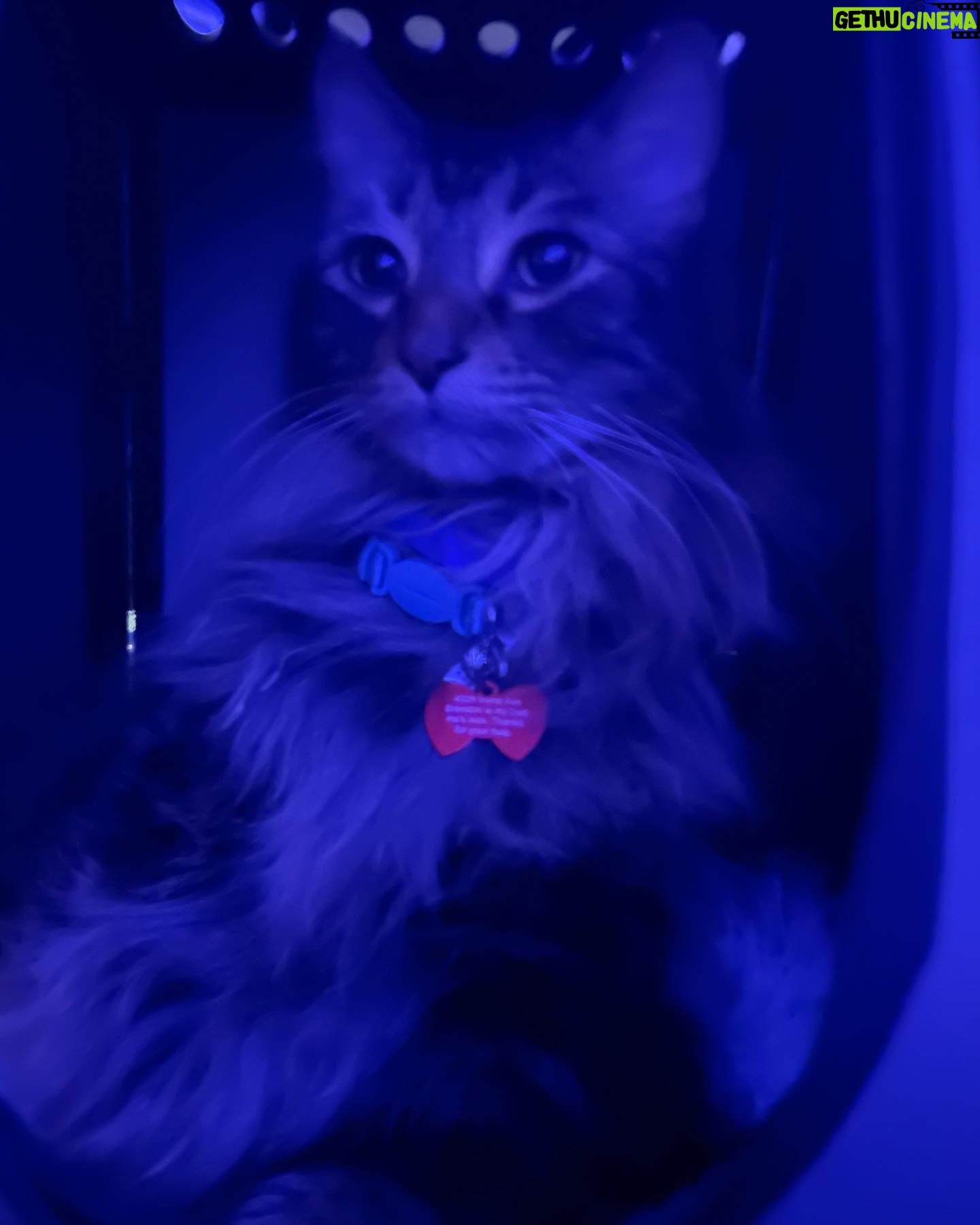 Gabourey Sidibe Instagram - While Aaron and @derrelljermainedupree are both mine and @brandontour’s cats…MY cat was well behaved on the flight. Brandon’s cat was losing it the entire flight. Aaron and I pretended not to know them.