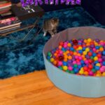 Gabourey Sidibe Instagram - Happy Birthday to our youngest @derrelljermainedupree !!!! 3 whole years of love and this year instead of traumatizing him with a candle in some cat food we got him a Ball Pit!!! Best idea ever! Aaron hates it though.