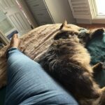 Gabourey Sidibe Instagram - I was gonna go on a stupid lil walk for my stupid mental health but then Aaron suggested we take a nap together instead. A genius.