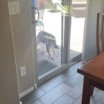 Gabourey Sidibe Instagram - Arizona, who is NOT our dog, but actually @brandontour’s parents dog (so his sister), really stole my bottle of juice from right up under me. Bitches choose violence every day B.