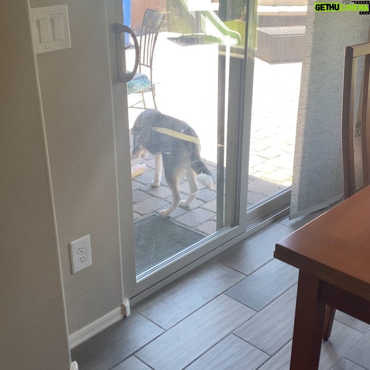 Gabourey Sidibe Instagram - Arizona, who is NOT our dog, but actually @brandontour’s parents dog (so his sister), really stole my bottle of juice from right up under me. Bitches choose violence every day B.