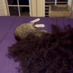 Gabourey Sidibe Instagram - Took off my wig and wig cap and left the room for exactly 1 minute and came back to this.