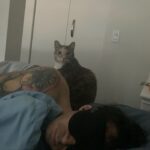 Gabourey Sidibe Instagram - I’m missing Peaches so much today. She used to stay awake all night and stand guard next to her dads head to make sure I didn’t murder him and you know what?.... I never did murder him. I never did.... We miss you Peach! 🍑😽
