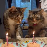 Gabourey Sidibe Instagram - Pop a bottle for my cat on his birthday!! Happy 5th Birthday to Aaron!!! And yes @derrelljermainedupree gets an equal attention cake.