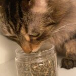 Gabourey Sidibe Instagram - I introduced a new cat nip to the boys. Wait for it.