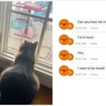 Gabourey Sidibe Instagram - I found an app(MeowTalk) that allegedly translates cat meows and as it turns out, I’ve been grossly misinformed about the nature of Aaron’s stance on birds. Please respect my privacy’s at this time of self reflection and counseling with my personal prophet.