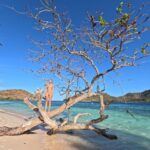 Gabriela Fadel Instagram - Esse ano eu escolhi passar meu aniversário fazendo uma expedição de 6 dias de barco pelas Filipinas. Eu passei a virada do dia 17 de abril com parabens cantado em grego, enquanto eu nadava pelad4 em uma praia deserta cheia plânctons bioluminescences com pessoas que eu tinha conhecido a poucos dias atrás. Passei meu aniversário nadando com tartarugas, vendo tubarão-baleia, sem Internet nem sinal de celular, almoçando 2 vezes porque a comida era boa demais para não repetir, convidando novos amigos pra passar o Carnaval no Rio, dormindo em tendas de bambu na praia, sendo queimada por plânctons, tomando banho gelado com pouca água, rindo de tudo e grata. Grata pela vida que eu escolhi, por tudo que eu vivo, por todas as pessoas novas incríveis que conheço, pelas pessoas antigas que estão sempre no meu coração, pelos lugares lindos que eu vou. É bom demais ser eu e enxergar o mundo pelos meus olhos. Como é bom ser curiosa, romântica e boba e poder sempre ter um filtro rosado em tudo que eu vivo. Feliz aniversário pra mim.