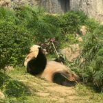 Gabriela Fadel Instagram – Eu e o panda 🐼
Fui pra Macau só pra ver um pandinha chinês de verdade e faria tudo de novo