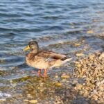 Gala Caldirola Instagram – Fuimos al Río a ver los patitos con el nonno 🦆🤍