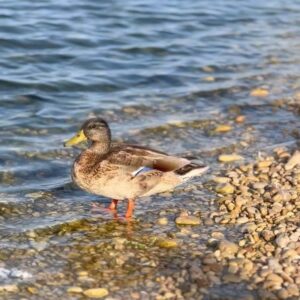 Gala Caldirola Instagram - Fuimos al Río a ver los patitos con el nonno 🦆🤍