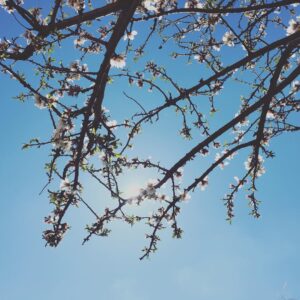 Gao Yuanyuan Instagram - 🌸