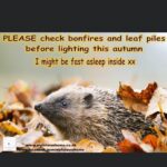 Gemma Atkinson Instagram - Have fun this weekend! Please take just 5 mins to check your bonfires before lighting. It’s a cosy bed for lots of wildlife 🦔 🐿️ 🦡 🦊