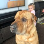 Gemma Atkinson Instagram - Knowing im a dog lover & the charity work I do with dogs, Lots of ppl have asked my opinion about the XL bully ban… This is Jackson. He was a sharpie bull mastiff cross and for 14 years lived with my sister and her 3 children showing them nothing but love & loyalty. Muscular and large, he was always referred to as the gentle giant. I’ve heard recently that the government is offering £200 compensation for families to have their bull breed euthanised. The attacks some of these dogs have done to humans is horrendous. I cannot think of anything worse than whitenessing such horrors and my heart goes out to the families who have suffered 😞 I always say a dog, just like a human is a product of its environment & regardless of breed & size they can all be taught to attack & all turn when they feel threatened. My mate was attacked by a corgi on his paper round when we were kids. All a dog wants to do is please it’s owner. Even the owners that aren’t responsible enough to have them. I’ll use Manchester as an example because I’m from there. If you take our wonderful city and & over the course of the next month 9 people from Manchester commit awful crimes they absolutely should be punished. 100% ! It doesn’t mean though that all the other Mancunians should be punished with them. It’ doesn’t mean every Mancunian is the same. The media has portrayed this breed badly for ages. It used to be Dóbermans then Rottweilers but never their humans. Why? Something has to be done to stop these attacks. Lots of dog trainers & experts believe there are ways to tackle the issue which doesn’t involve simply just destroying all current bull breeds who live in loving family’s across the UK. I’ve had families send me pictures of their dogs begging for them not to be taken or judged. Ive also been sent stories of attacks from other dog breeds. Looking at it as a mother, would I leave my kids with them? No. But I wouldn’t leave them with any breed. Not just bully’s. I don’t even leave them alone with Norman & Ollie because regardless of size or breed, you never know & part of being a responsible owner is never taking that chance. I’m interested to respectfully know what you think of the ban…