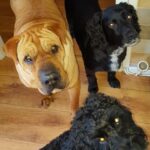 Gemma Atkinson Instagram - Knowing im a dog lover & the charity work I do with dogs, Lots of ppl have asked my opinion about the XL bully ban… This is Jackson. He was a sharpie bull mastiff cross and for 14 years lived with my sister and her 3 children showing them nothing but love & loyalty. Muscular and large, he was always referred to as the gentle giant. I’ve heard recently that the government is offering £200 compensation for families to have their bull breed euthanised. The attacks some of these dogs have done to humans is horrendous. I cannot think of anything worse than whitenessing such horrors and my heart goes out to the families who have suffered 😞 I always say a dog, just like a human is a product of its environment & regardless of breed & size they can all be taught to attack & all turn when they feel threatened. My mate was attacked by a corgi on his paper round when we were kids. All a dog wants to do is please it’s owner. Even the owners that aren’t responsible enough to have them. I’ll use Manchester as an example because I’m from there. If you take our wonderful city and & over the course of the next month 9 people from Manchester commit awful crimes they absolutely should be punished. 100% ! It doesn’t mean though that all the other Mancunians should be punished with them. It’ doesn’t mean every Mancunian is the same. The media has portrayed this breed badly for ages. It used to be Dóbermans then Rottweilers but never their humans. Why? Something has to be done to stop these attacks. Lots of dog trainers & experts believe there are ways to tackle the issue which doesn’t involve simply just destroying all current bull breeds who live in loving family’s across the UK. I’ve had families send me pictures of their dogs begging for them not to be taken or judged. Ive also been sent stories of attacks from other dog breeds. Looking at it as a mother, would I leave my kids with them? No. But I wouldn’t leave them with any breed. Not just bully’s. I don’t even leave them alone with Norman & Ollie because regardless of size or breed, you never know & part of being a responsible owner is never taking that chance. I’m interested to respectfully know what you think of the ban…
