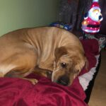 Gemma Atkinson Instagram - Knowing im a dog lover & the charity work I do with dogs, Lots of ppl have asked my opinion about the XL bully ban… This is Jackson. He was a sharpie bull mastiff cross and for 14 years lived with my sister and her 3 children showing them nothing but love & loyalty. Muscular and large, he was always referred to as the gentle giant. I’ve heard recently that the government is offering £200 compensation for families to have their bull breed euthanised. The attacks some of these dogs have done to humans is horrendous. I cannot think of anything worse than whitenessing such horrors and my heart goes out to the families who have suffered 😞 I always say a dog, just like a human is a product of its environment & regardless of breed & size they can all be taught to attack & all turn when they feel threatened. My mate was attacked by a corgi on his paper round when we were kids. All a dog wants to do is please it’s owner. Even the owners that aren’t responsible enough to have them. I’ll use Manchester as an example because I’m from there. If you take our wonderful city and & over the course of the next month 9 people from Manchester commit awful crimes they absolutely should be punished. 100% ! It doesn’t mean though that all the other Mancunians should be punished with them. It’ doesn’t mean every Mancunian is the same. The media has portrayed this breed badly for ages. It used to be Dóbermans then Rottweilers but never their humans. Why? Something has to be done to stop these attacks. Lots of dog trainers & experts believe there are ways to tackle the issue which doesn’t involve simply just destroying all current bull breeds who live in loving family’s across the UK. I’ve had families send me pictures of their dogs begging for them not to be taken or judged. Ive also been sent stories of attacks from other dog breeds. Looking at it as a mother, would I leave my kids with them? No. But I wouldn’t leave them with any breed. Not just bully’s. I don’t even leave them alone with Norman & Ollie because regardless of size or breed, you never know & part of being a responsible owner is never taking that chance. I’m interested to respectfully know what you think of the ban…