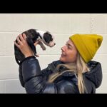 Gemma Atkinson Instagram - Lovely morning up at our sanctuary @bleakholt_animal_sanctuary I always leave this place happy because there’s nothing better for your soul than being around animals 🥰 Ive posted on my story some of our residents looking for homes, it took every ounce of me to not have them all 😂 For those who can’t or don’t want to adopt there’s so many ways you can help keep the sanctuary doing what it does best with a small donation or drop offs of toys, food and blankets. We also have charity shops which help too. I’ll be dropping some of Mias old clothes at our Ramsbottom shop next week. Thank you for any help! It’s much appreciated 💙