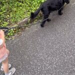 Gemma Atkinson Instagram - Unfortunately for myself, Norman & Ollie, Mia only knows the chorus of Flowers… and it was sang on repeat the entire walk 🤦🏼‍♀️😂 🌸