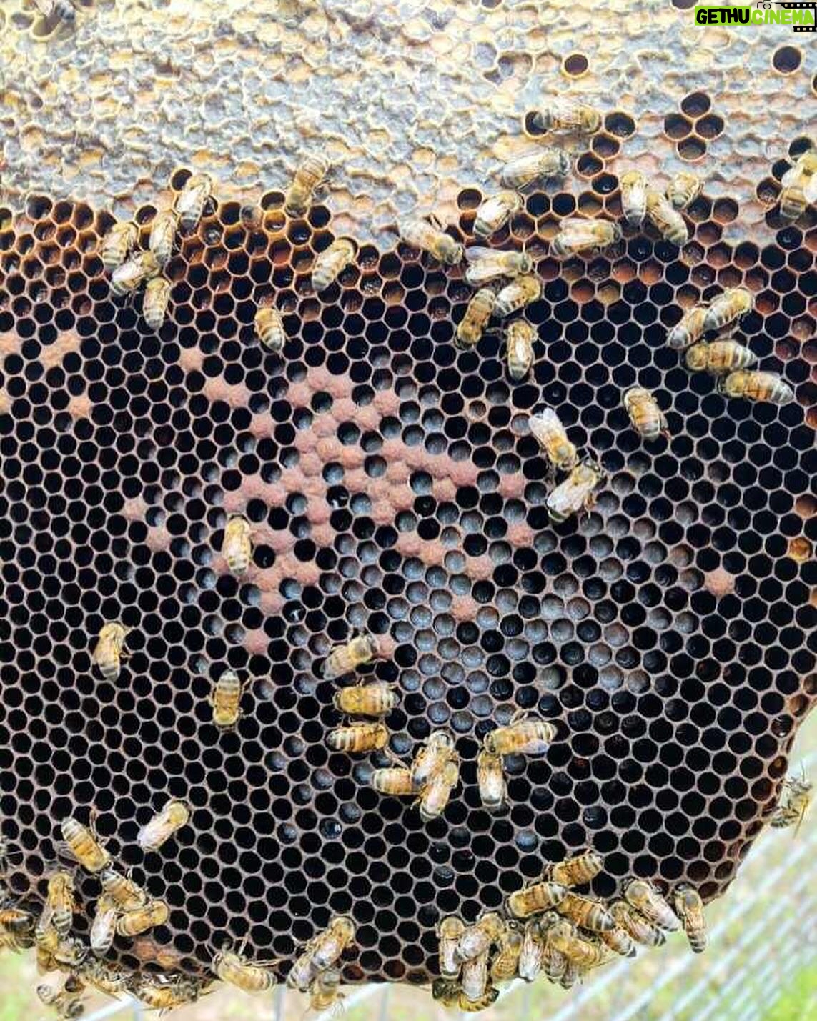 Genevieve Padalecki Instagram - Bee update 🐝