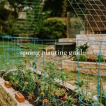 Genevieve Padalecki Instagram - 🌱🌷🥕 all the spring things 🥬🌻🫑 ​​as march turns into april, we know all our fellow towwn gardeners are eagerly anticipating the arrival of warmer weather & the opportunity to start a-planting in their home gardens. once the threat of frost has passed, cool-season crops like lettuce, spinach, kale peas can be sown directly into the garden as soon as the soil is workable. 🫛 for fruit enthusiasts, strawberries are a popular choice for early spring planting. 🍓 if the ground is still thawing in your region, there are plenty of fruits, veggies herbs that can be started indoors or in containers to get a jump on the growing season. itching to get your hands dirty? try planting tomato, pepper, and eggplant seeds inside and transfer them outdoors once temps are more stable. herbs like parsley, cilantro chives can also be started indoors or in containers and brought outside later. 🍆🌿 have you guys started gardening yet? let us know where you live & what you’re growing 1st in the comments. ⬇️
