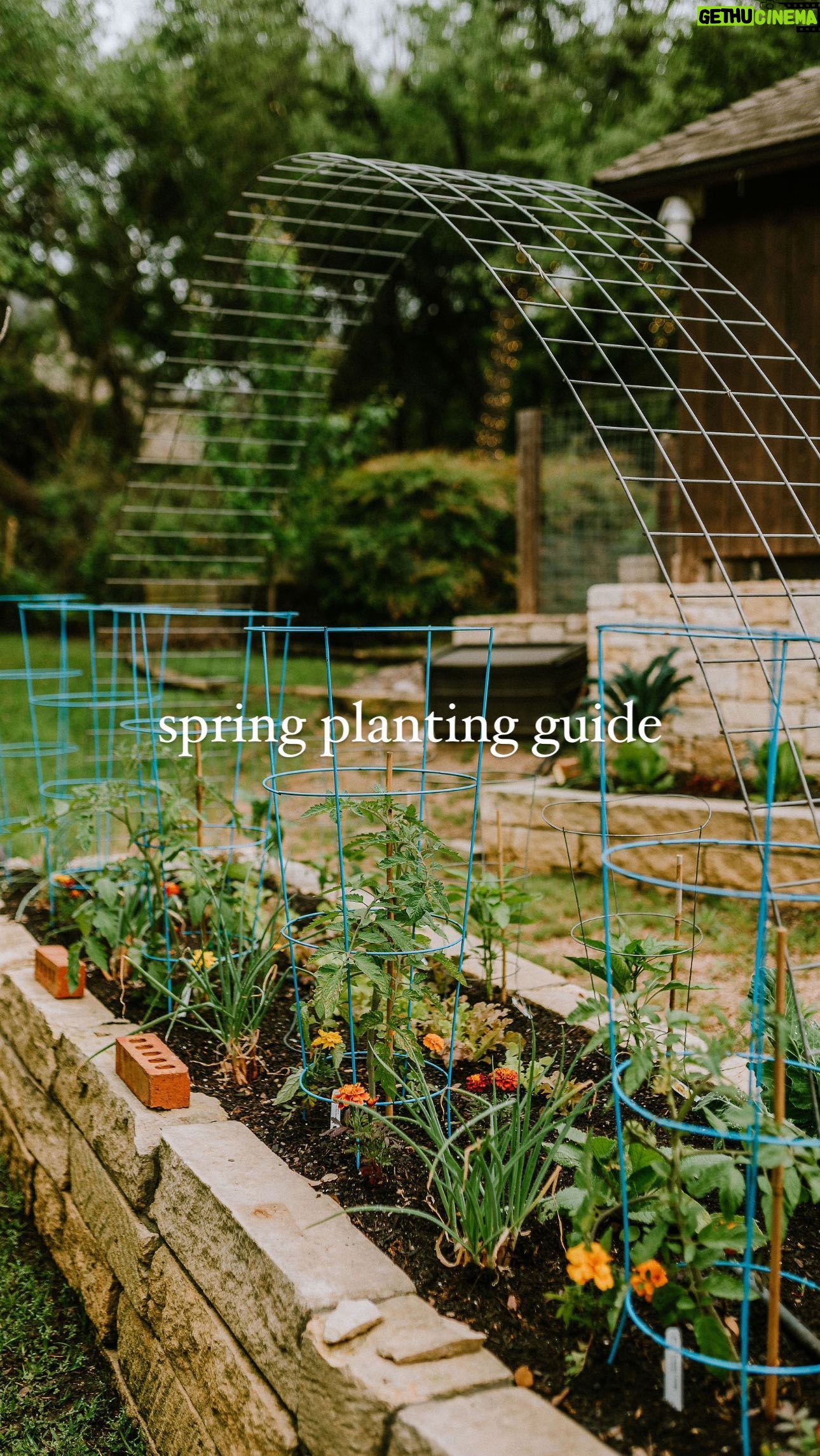 Genevieve Padalecki Instagram - π±π·π₯ all the spring things π₯¬π»π« ββas march turns into april, we know all our fellow towwn gardeners are eagerly anticipating the arrival of warmer weather & the opportunity to start a-planting in their home gardens. once the threat of frost has passed, cool-season crops like lettuce, spinach, kale peas can be sown directly into the garden as soon as the soil is workable. π« for fruit enthusiasts, strawberries are a popular choice for early spring planting. π if the ground is still thawing in your region, there are plenty of fruits, veggies herbs that can be started indoors or in containers to get a jump on the growing season. itching to get your hands dirty? try planting tomato, pepper, and eggplant seeds inside and transfer them outdoors once temps are more stable. herbs like parsley, cilantro chives can also be started indoors or in containers and brought outside later. ππΏ have you guys started gardening yet? let us know where you live & what youβre growing 1st in the comments. β¬οΈ