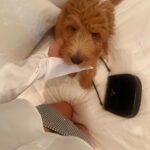 Georgia Hassarati Instagram - swipe to see lil Poochapotamus 🧸
