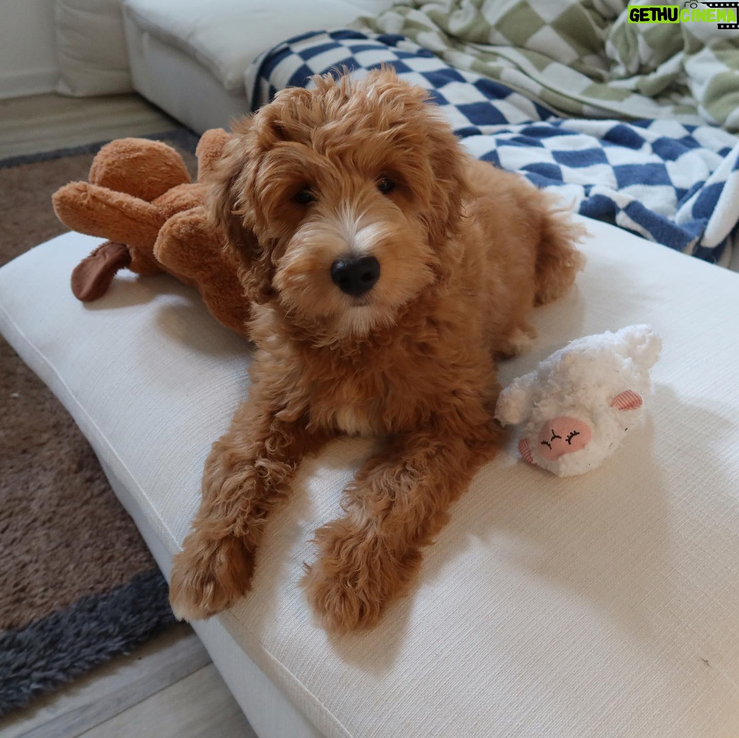 Georgia Hassarati Instagram - swipe to see lil Poochapotamus 🧸