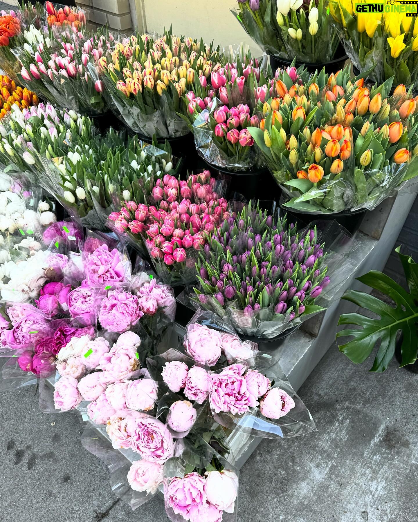Georgia Hassarati Instagram - nyc so pretty π·ππ·πΌπΈπ·