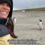Gianella Neyra Instagram - Qué hermosa es la historia de los pingüinos 🐧, ¿alguna vez la escucharon? Aquí se las cuento rapidito 💕. ¡Y de todo corazón 🥰 les deseo que todos tengamos nuestro grupo de pingüinos 🐧 de por vida 💖!