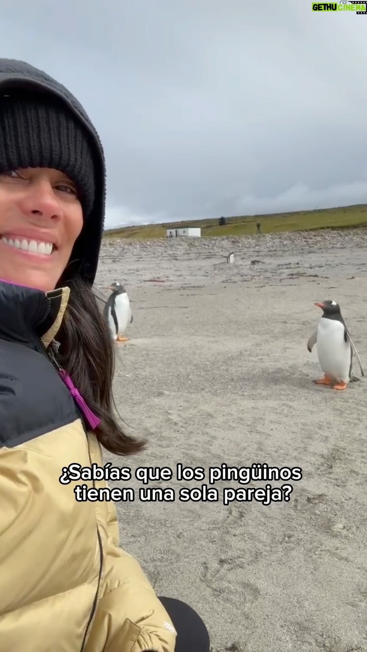 Gianella Neyra Instagram - Qué hermosa es la historia de los pingüinos 🐧, ¿alguna vez la escucharon? Aquí se las cuento rapidito 💕. ¡Y de todo corazón 🥰 les deseo que todos tengamos nuestro grupo de pingüinos 🐧 de por vida 💖!