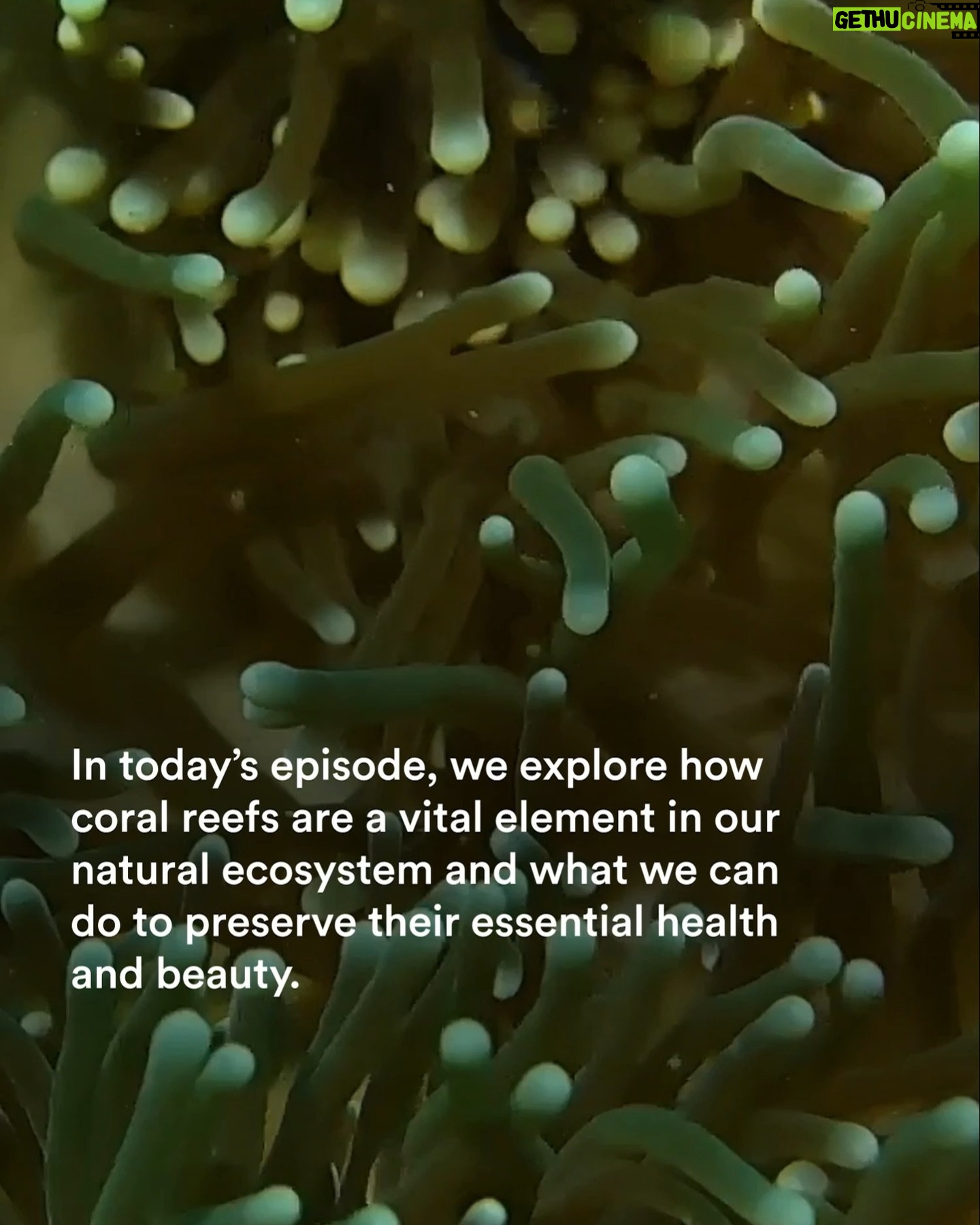 Gillian Anderson Instagram - On today's @curio.io episode, we learn about coral reefs and what is being done to ensure their survival. π‘π π Written by Rowan Moore Gerety for @wired. π§ Listen now, link in bio. #WhatDoIKnow #CurioOriginal