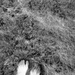 Gina Carano Instagram - Put your feet on the ground. 🦶🐾👣🦶❤️