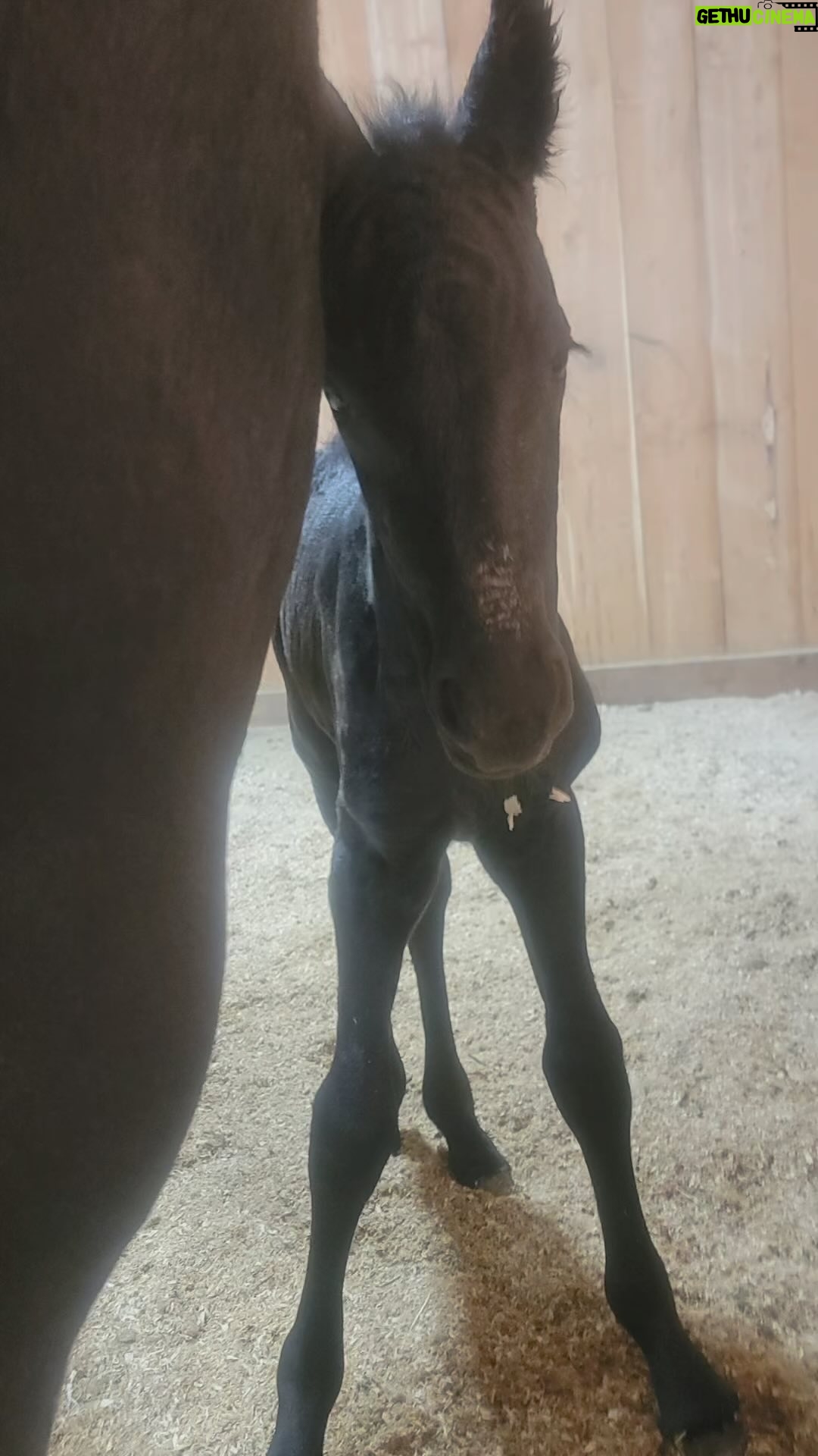 Gina Carano Instagram - Welcome to the family sweetest Gnocchi. I’m so in love with you already and so proud of mama Jordyn who is an absolute professional. I know nature can be so harsh a lot of the time and we never know what will happen but other times it is absolutely nothing short of miraculous and we should enjoy these moments however long they last. I asked my cousin Alyssa to name one of my baby horses before she passed away from cancer earlier this year, our other horse Mara sadly had a miscarriage so it was this one or wait another year (Alyssa always had the best names for animals) she chose Gnocchi (one of my favorite Italian pastas!😆) and it is so darling. Our hearts are so full. @dasoulassassin May 7, 2024 Gnocchi came into this world and she’s doing great. ❤️🥹