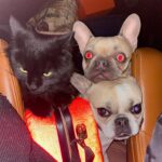 Gina Carano Instagram - 3 back seat drivers with 3 very different vocal opinions who all want the 1 center console. 😵‍💫 (looking up animal car seats for the small but stubborn) @lil_bovy @moonb_and_ollieg ☺️❤️ #🌙🐝 #OllieG #lilbovy