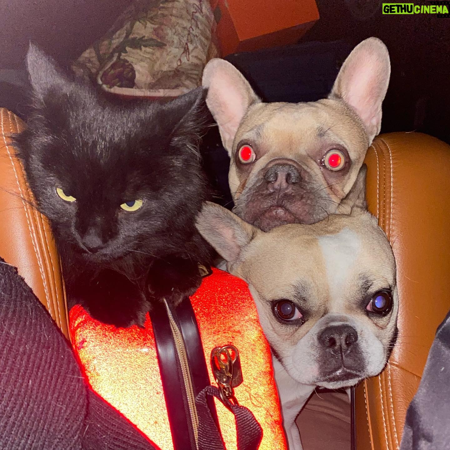 Gina Carano Instagram - 3 back seat drivers with 3 very different vocal opinions who all want the 1 center console. π΅βπ« (looking up animal car seats for the small but stubborn) @lil_bovy @moonb_and_ollieg βΊοΈβ€οΈ #ππ #OllieG #lilbovy