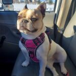 Gina Carano Instagram - MoonB definitely believes she has super powers.. ☺️🤍